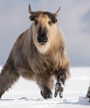 Sichuan Takin in snow