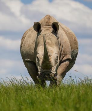 rhino