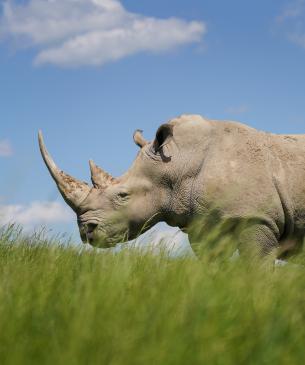 rhino