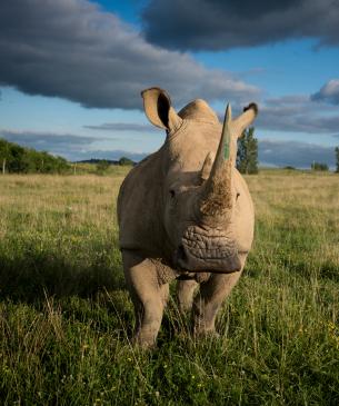 rhino