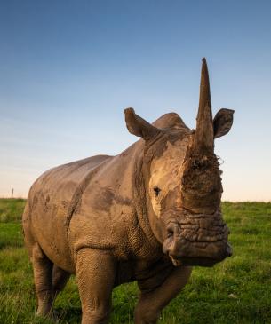 rhinos