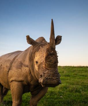 rhinos in field