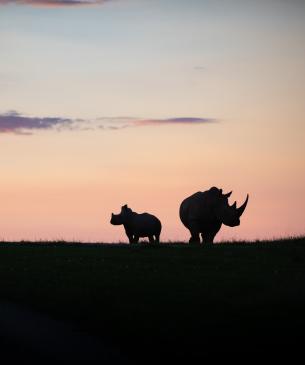 Rhinos on horizon