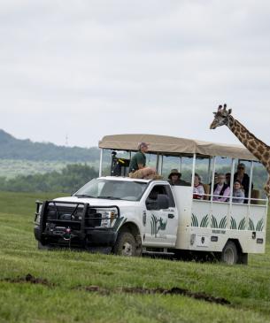 Wildside Safari