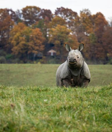 Greater One-horned Rhino