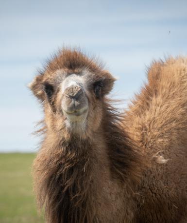 Bactrian Camel