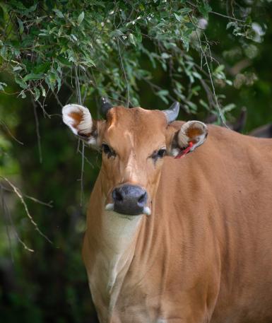 Banteng