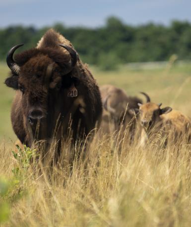 bison at The Wilds