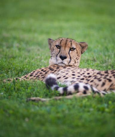 Cheetah laying in the grass