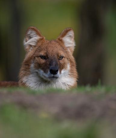 Dhole