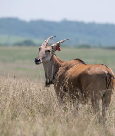 Eland