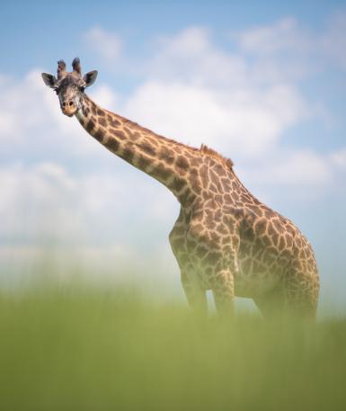 Masai Giraffe