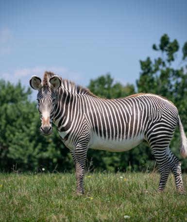 Grevy's Zebra