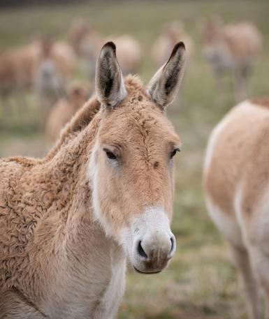 Persian Onager