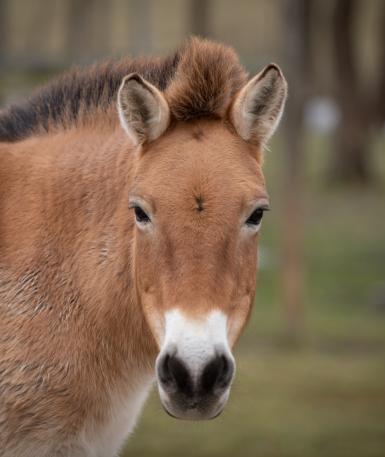 Przewalski’s Wild Horse