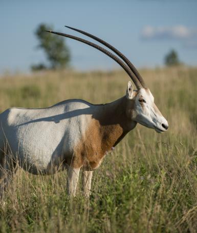 Scimitar-horned Oryx