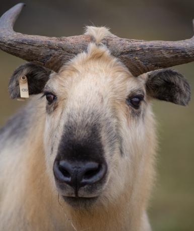 Sichuan Takin