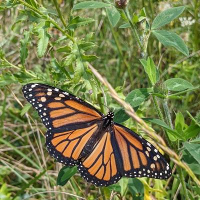 butterfly
