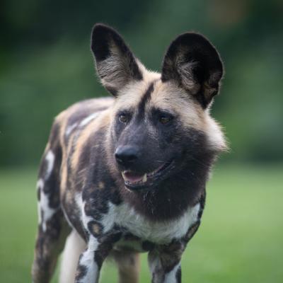 African painted Dog