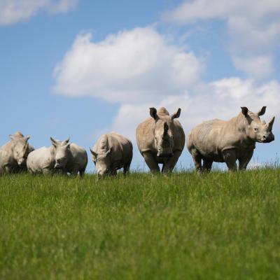white rhinos