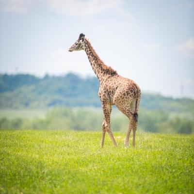 Girafee