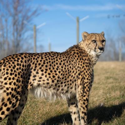 cheetah