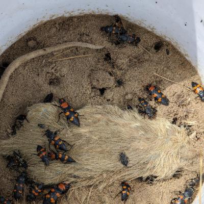 beetles in bucket