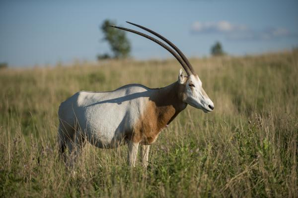 scimitar horned oryx