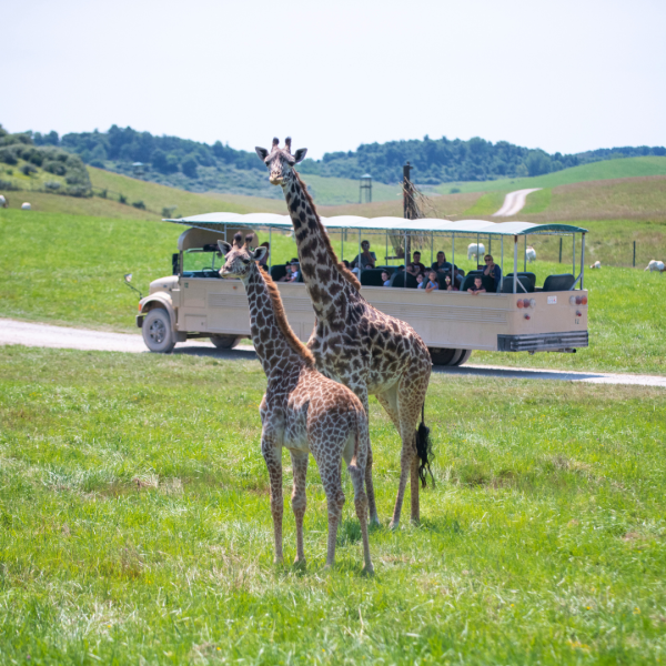 giraffes with school bus in background