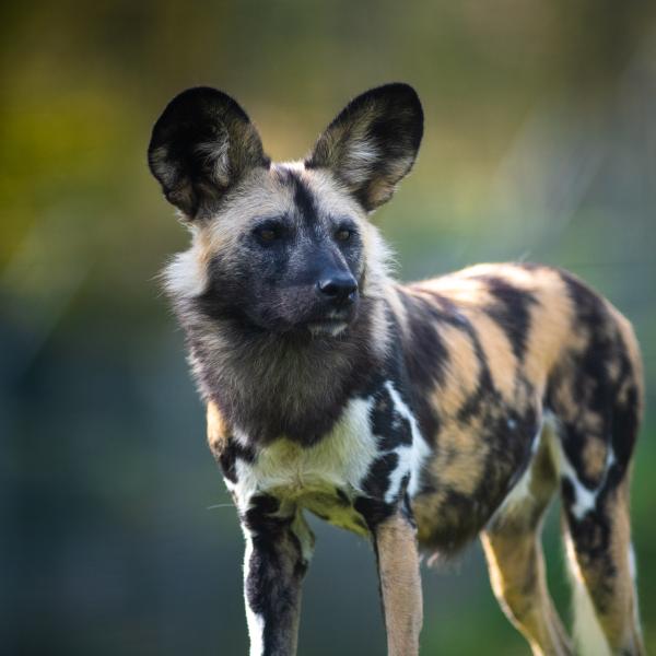 African Painted Dog