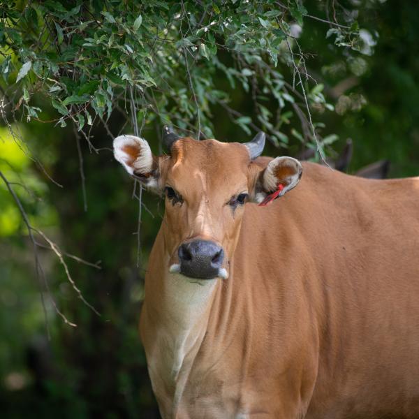 Banteng