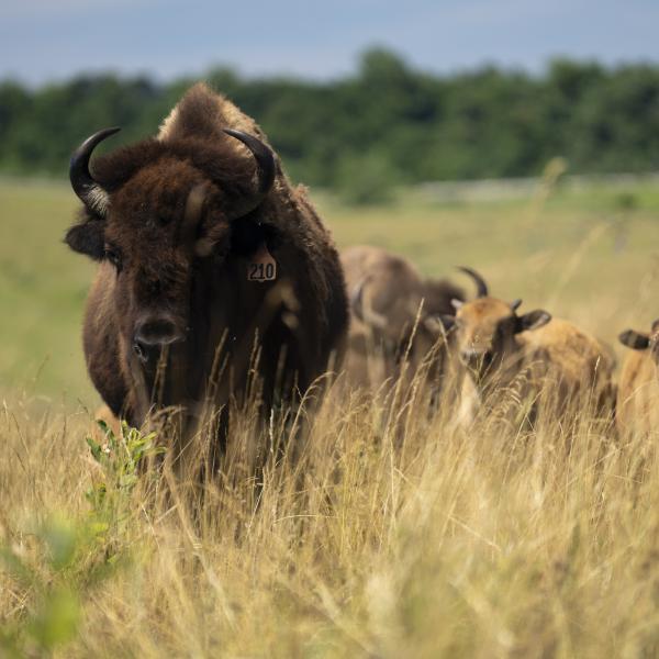 bison at The Wilds