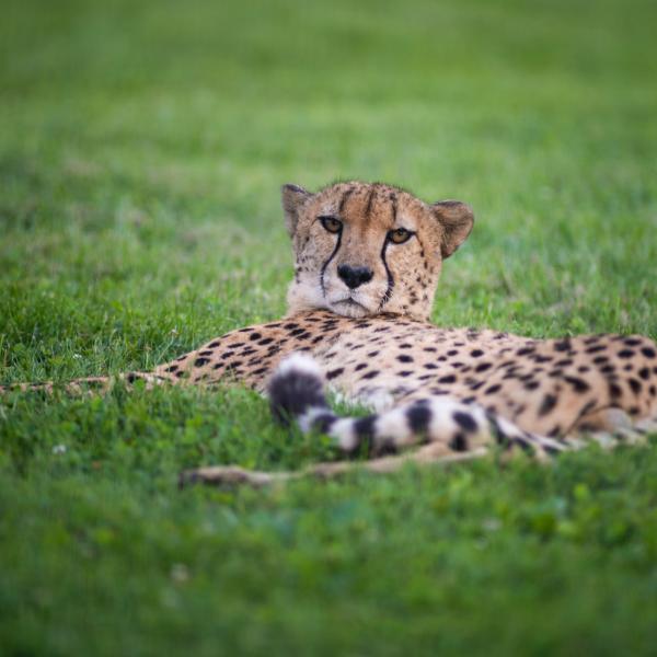 Cheetah laying in the grass