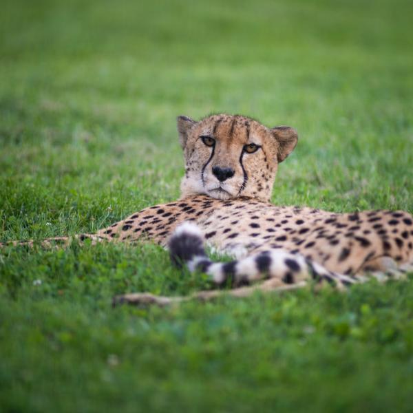 Cheetah laying in the grass