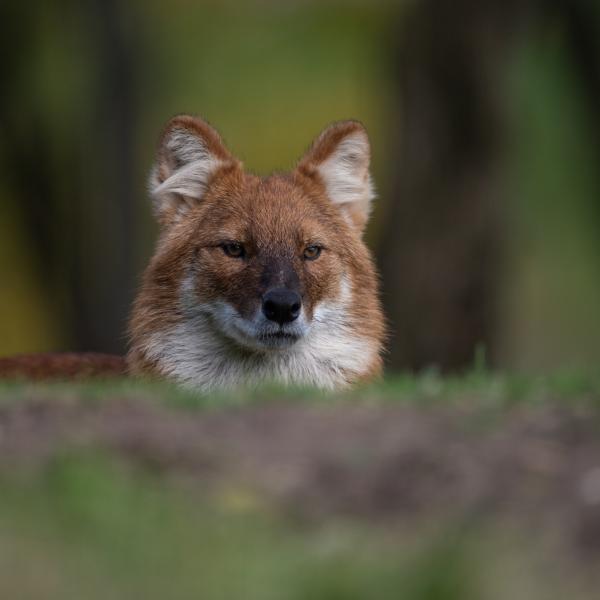 Dhole