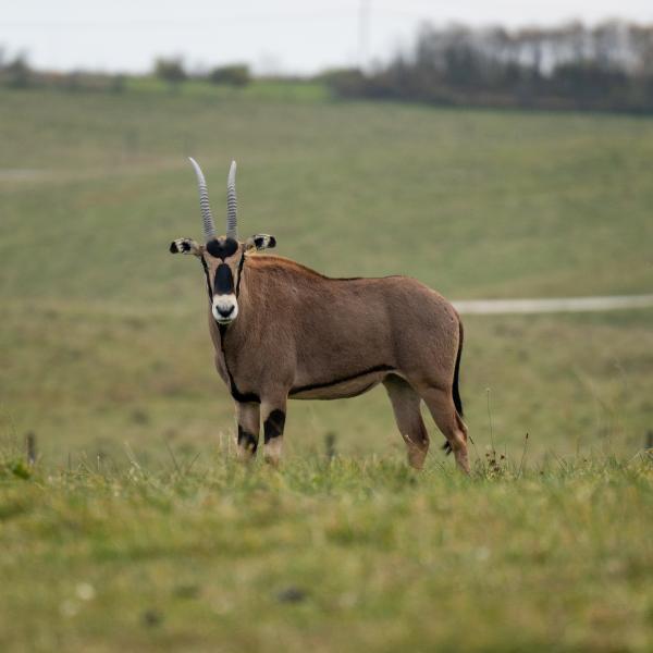 Fringe-Eared Oryx