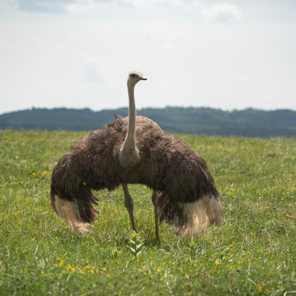 Ostrich