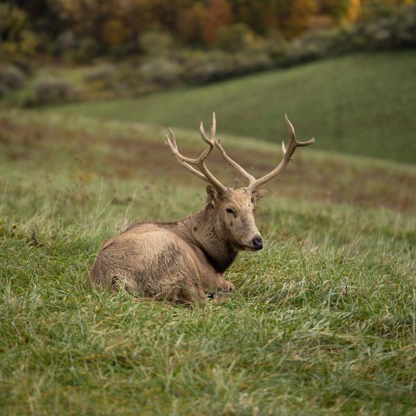 Pére David's Deer