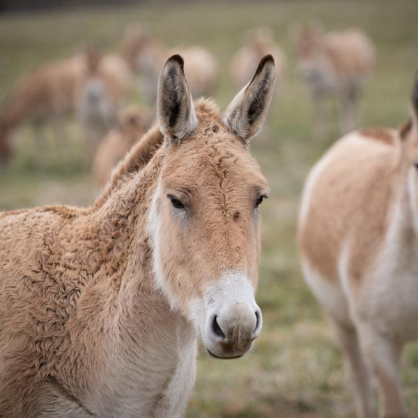 Persian Onager