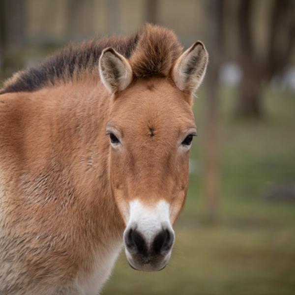 Przewalski’s Wild Horse