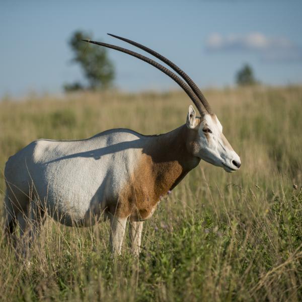 Scimitar-horned Oryx