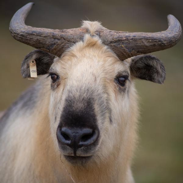 Sichuan Takin