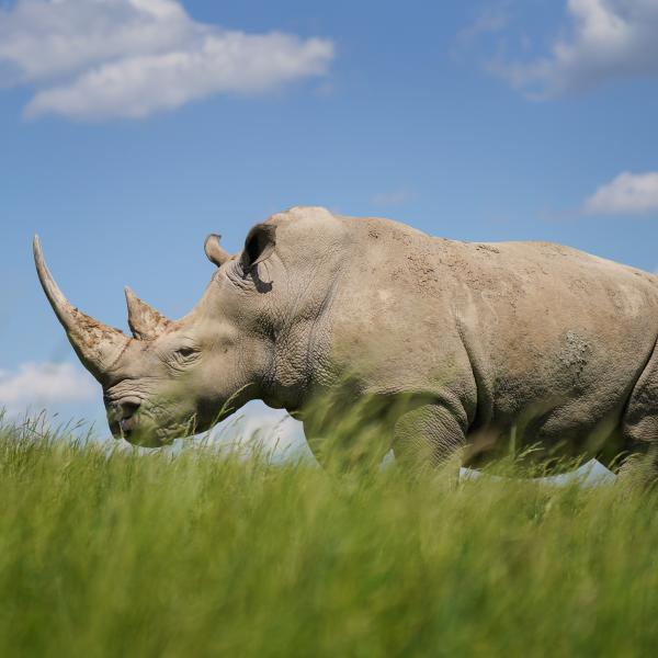 Southern White Rhino