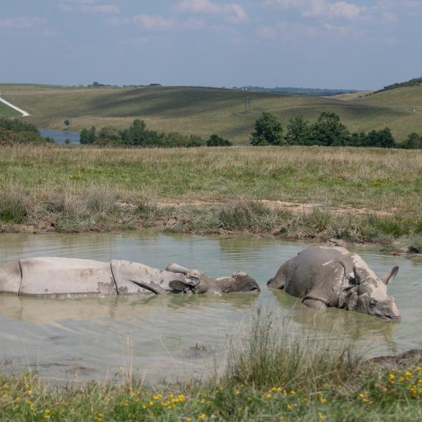 Greater One Horned Rhino