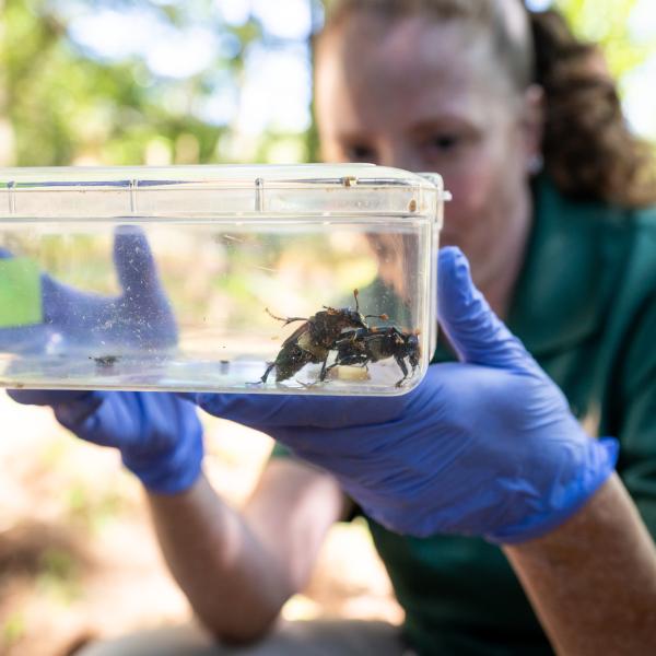 woman holding burying beetles in container