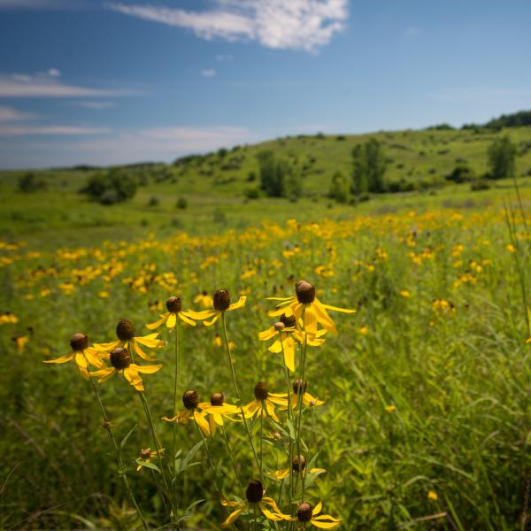 prairie with yellow flowers