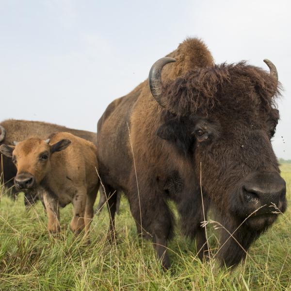 bison in pasture
