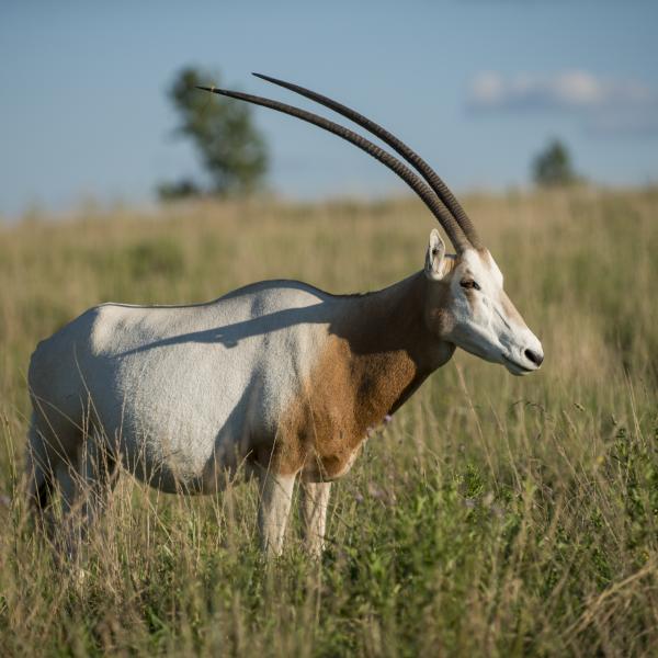 scimitar horned oryx