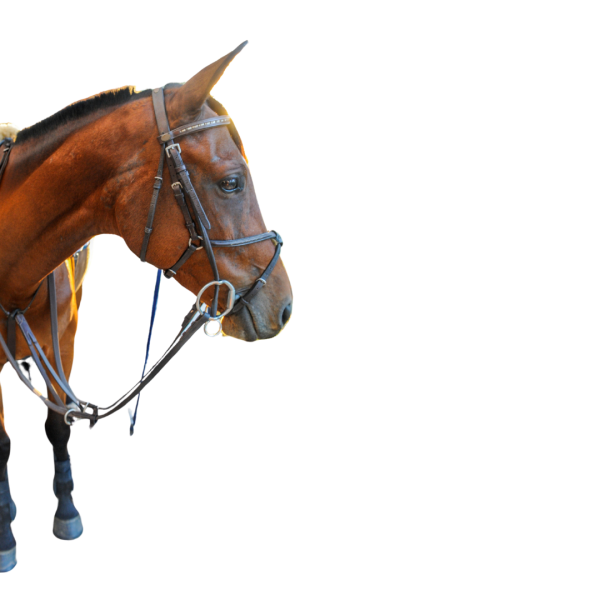 horse cutout