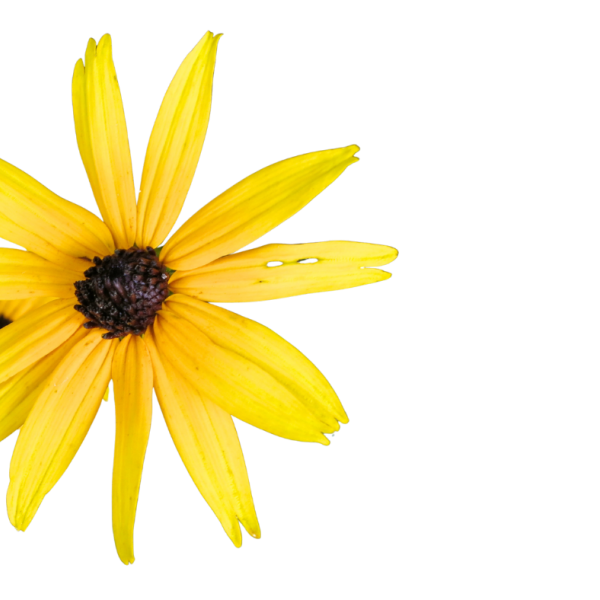 yellow coneflower